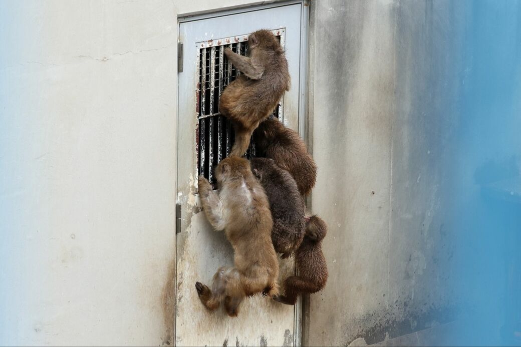 市川市動植物園　パンチくん