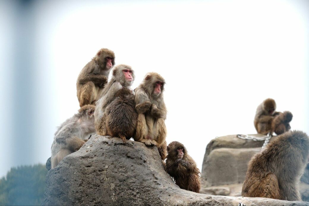 市川市動植物園　パンチくん