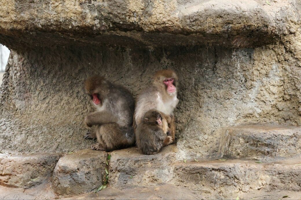 市川市動植物園　パンチくん