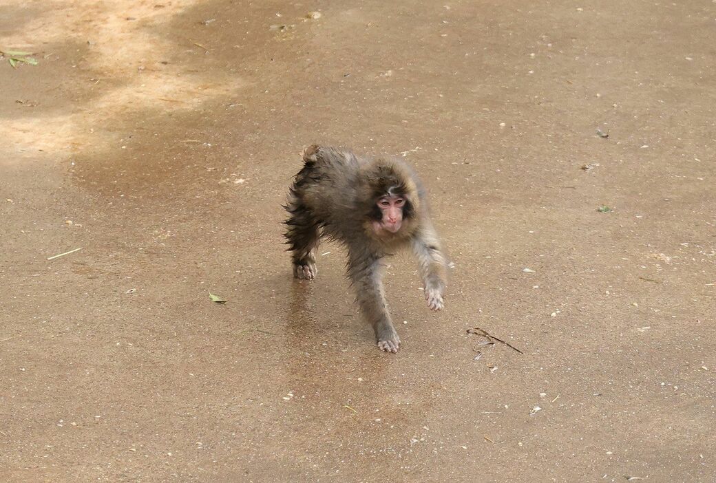 市川市動植物園　パンチくん