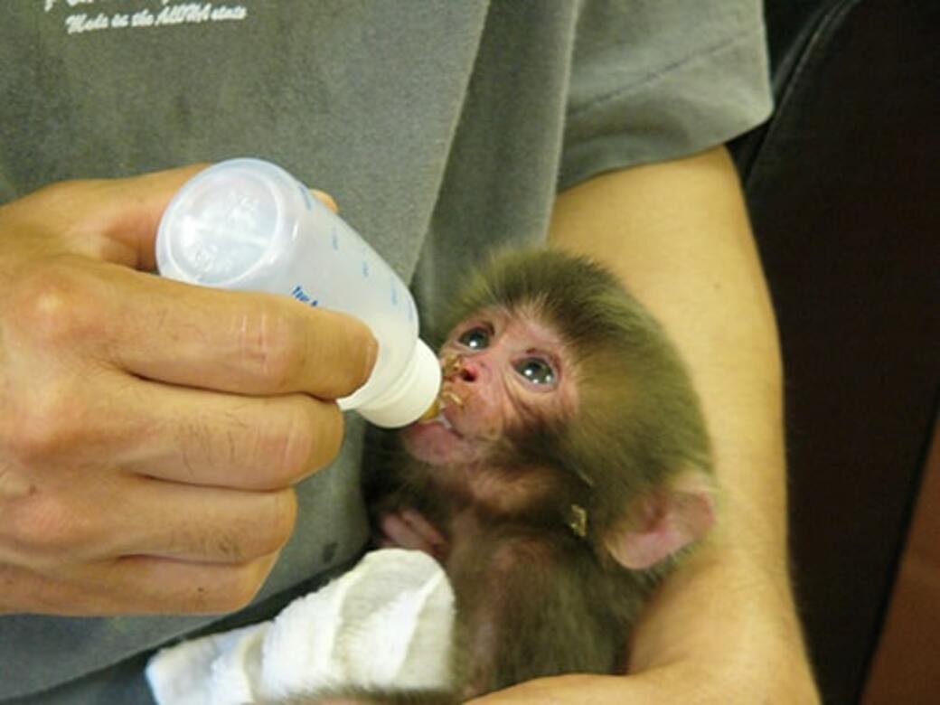 市川市動植物園　オトメ