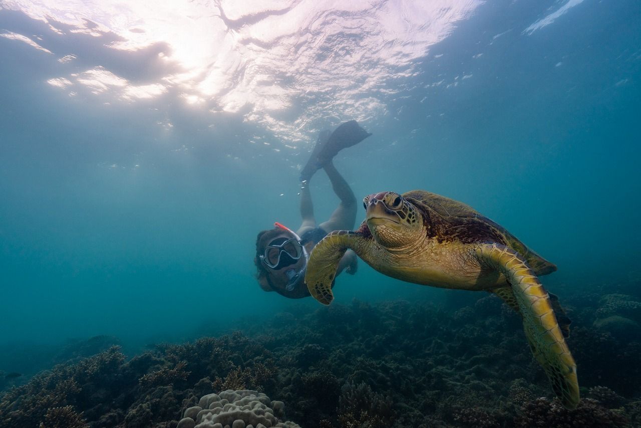 浅瀬のサンゴ礁でのシュノーケリングでもこんな「大物」との遭遇も（写真：クイーンズランド州政府観光局）