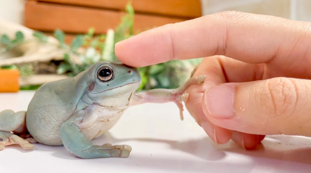 動画内ではマイさんに懐いているように見えるカエルたち。実際は「エサをくれる生き物」程度の認識だという（写真提供：ぴよさん）