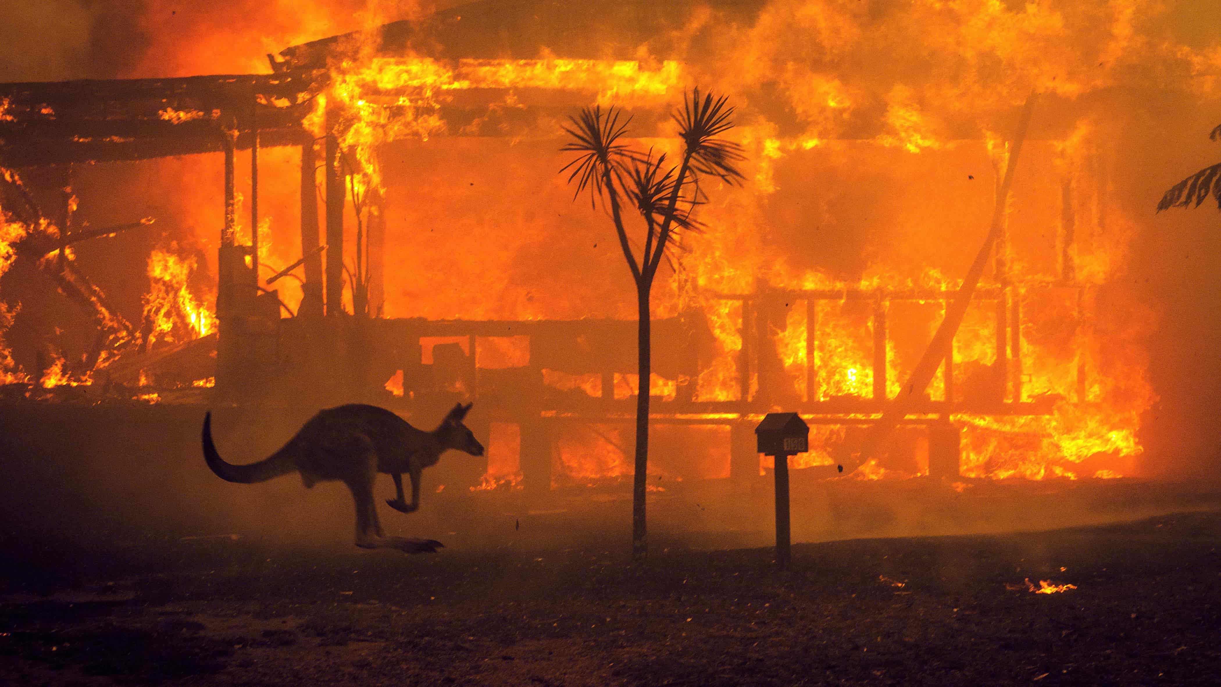 Kết quả hình ảnh cho cháy rừng ở australia"