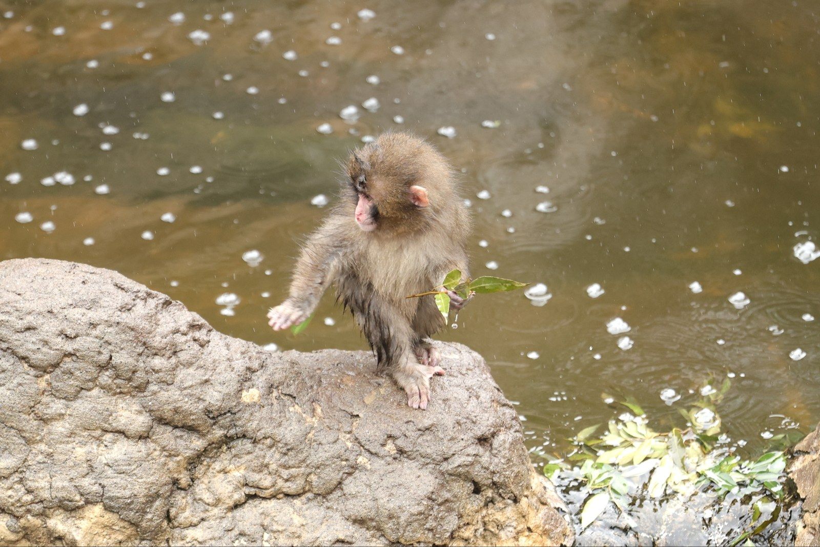 市川市動植物園　パンチくん
