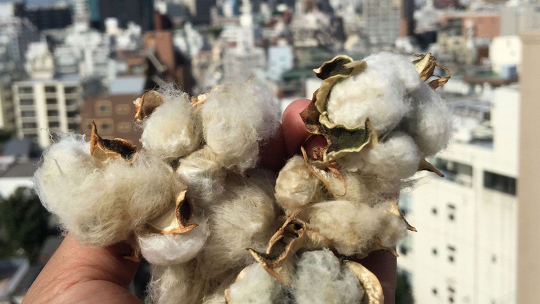 「渋谷リバーストリートファーム」では、ファッションの街らしく、コットンの栽培にも挑戦した