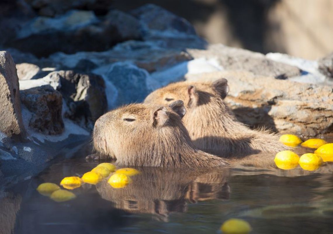 4 Unique Animal Encounters in Japan | original | Tokyo Business Today ...