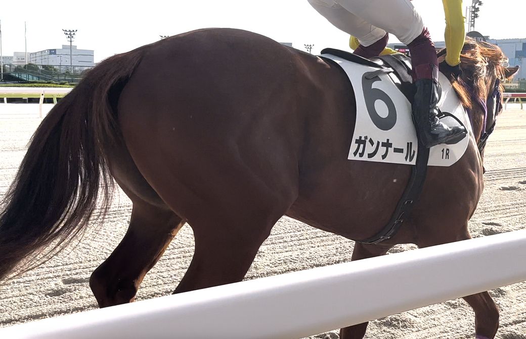 間近で見る競走馬のお尻はほどよく引き締まり、躍動感もあって美しい……！（筆者撮影）