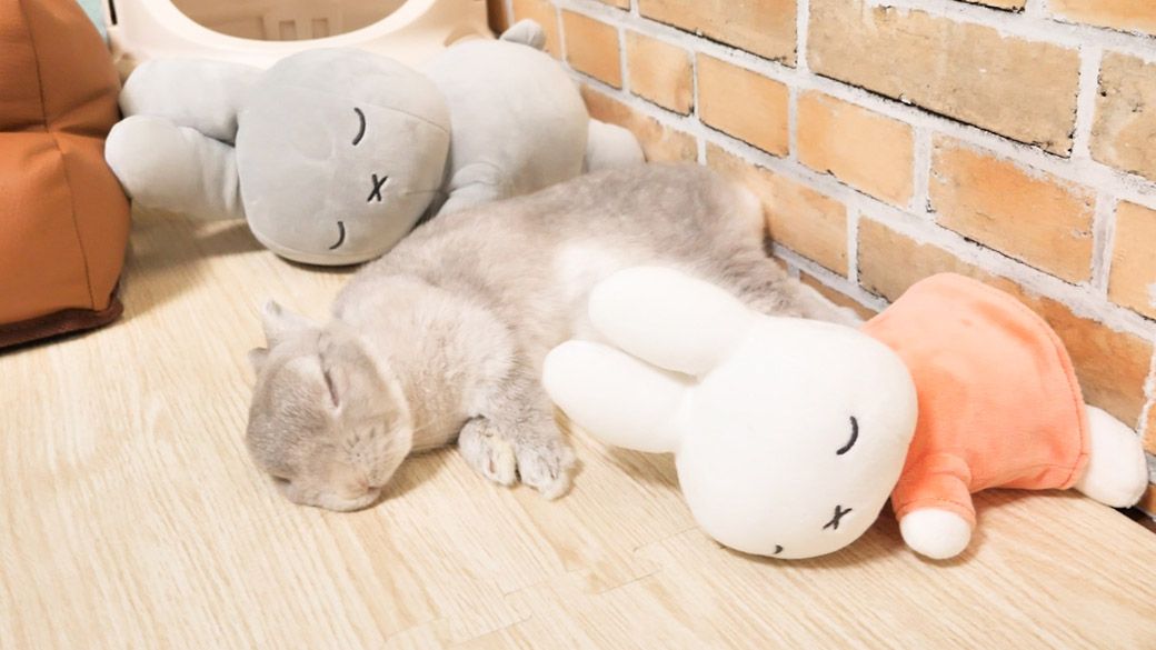 （写真：やすさん提供）