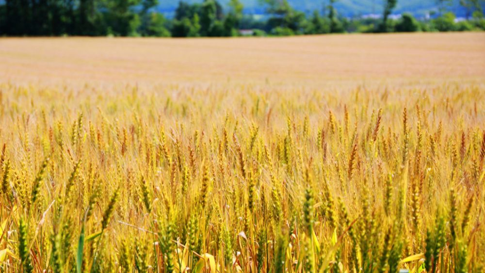 十勝産小麦を使ったパンは他と何が違うのか 生産者と製造業者が支えるブランド力 | 食品 | 東洋経済オンライン