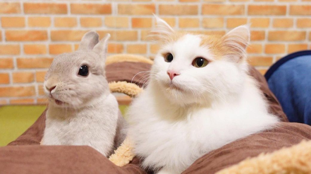 猫のぴーと君は、自分よりずっと小さいウサギのぽぽちゃんを、ボスだと見なし始めた（写真提供：やすさん）