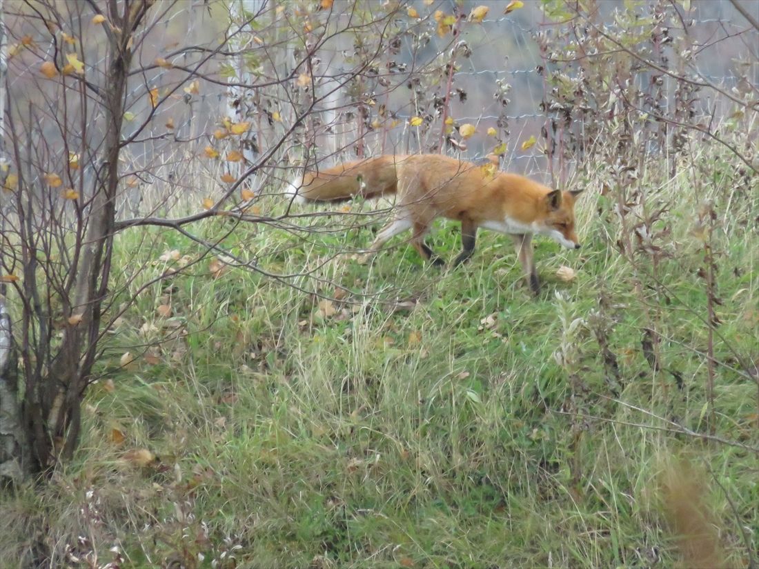 北見大曲―仁宇布間：築堤はキタキツネの「遊び場」になっていた（筆者撮影）