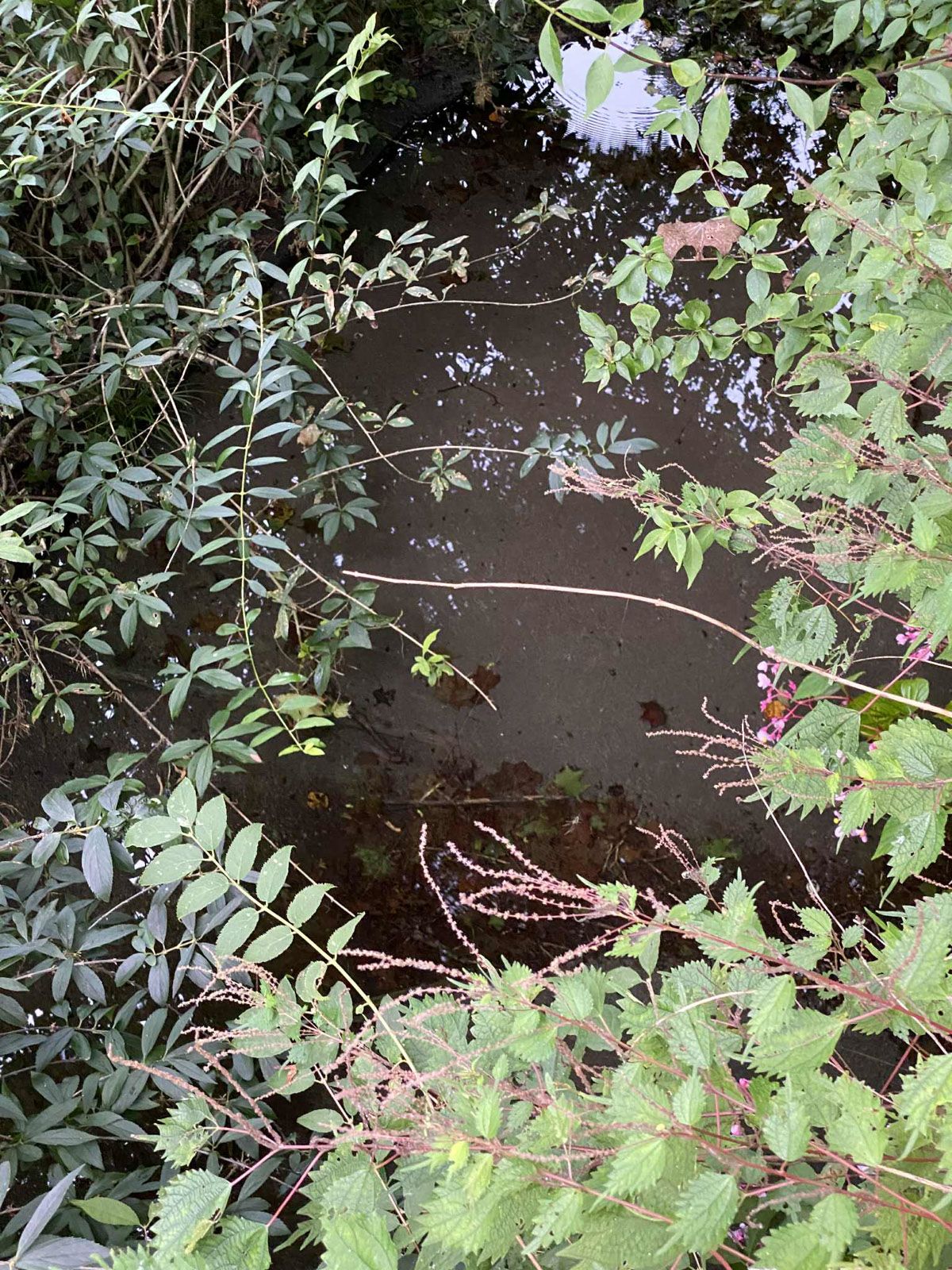 謎の水たまり