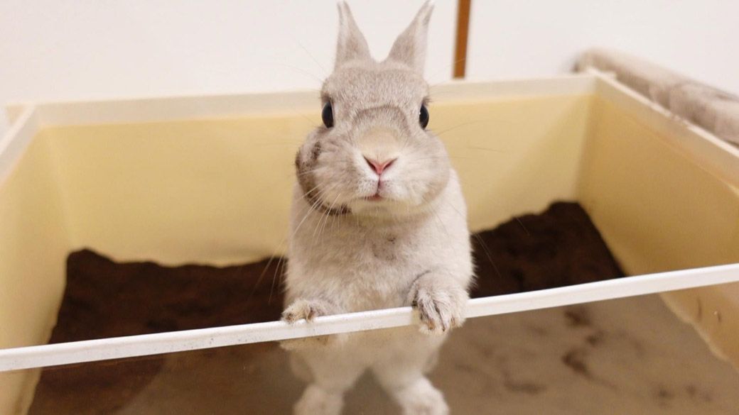 野生に還って砂遊びするぽぽちゃん（写真提供：やすさん）