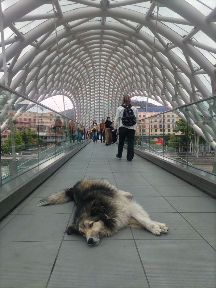 ジョージアには野犬がたくさんいる。ちなみにこの橋は「平和橋」と呼ばれているが、強引な客引きがいるなど、全然平和じゃないのでこちらも注意が必要（筆者撮影）