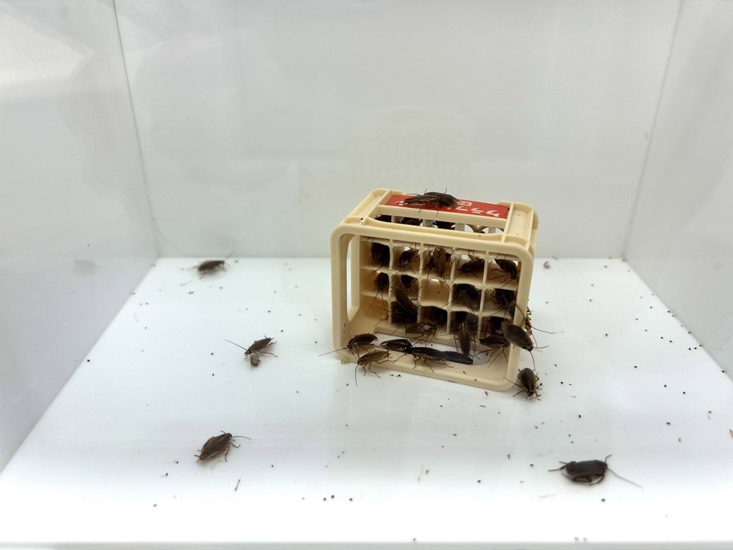 チャバネゴキブリ。100円均一のミニチュアで展示すると、不快害虫も不思議にかわいく思えてくる（筆者撮影）