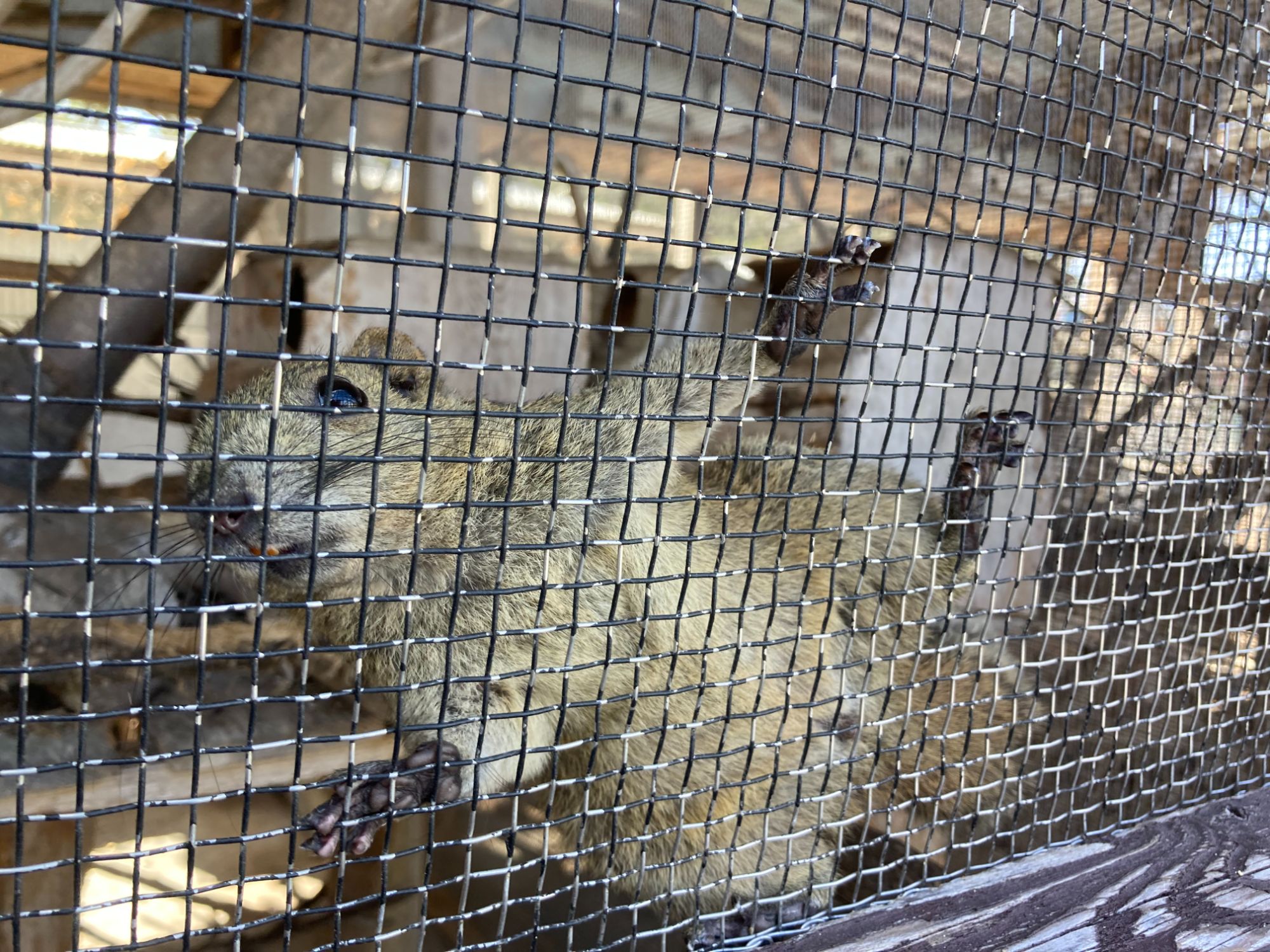 リスをはじめとする小動物に餌をあげることができる動物園エリアは、開園当初からの老舗コーナーだ。（筆者撮影）
