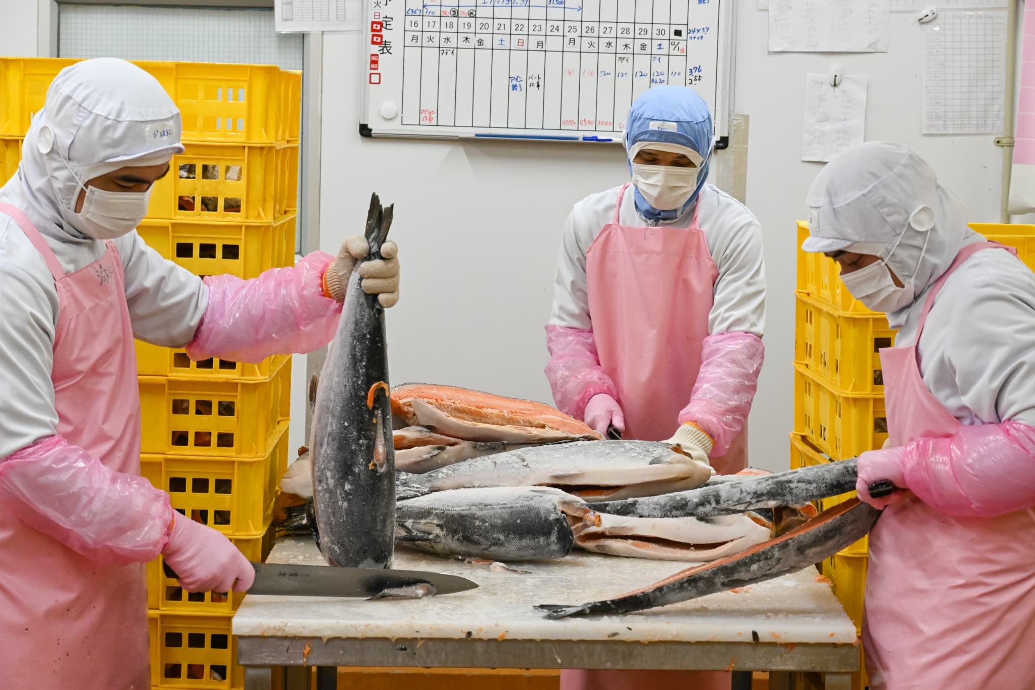 鮭をさばいている様子、手作業で丁寧に行っている（写真：大澤誠）