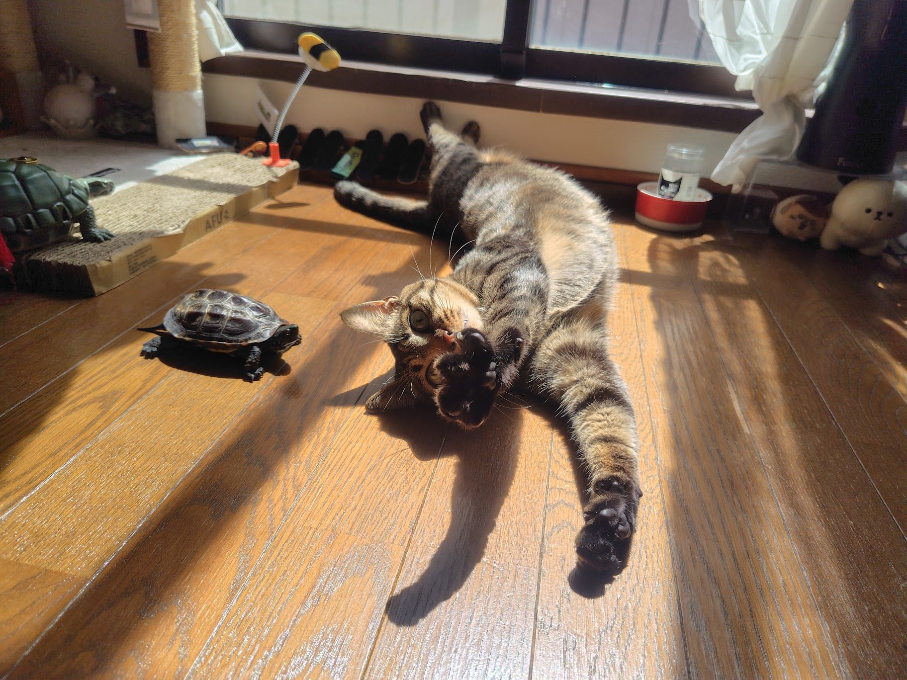 （写真提供：あめちさん）