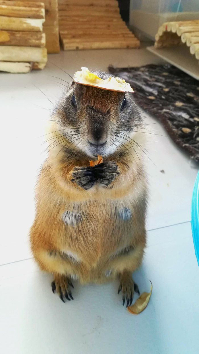 プレーリー界隈でも有名な暴れん坊だった南天ちゃん（写真提供：まる子さん）