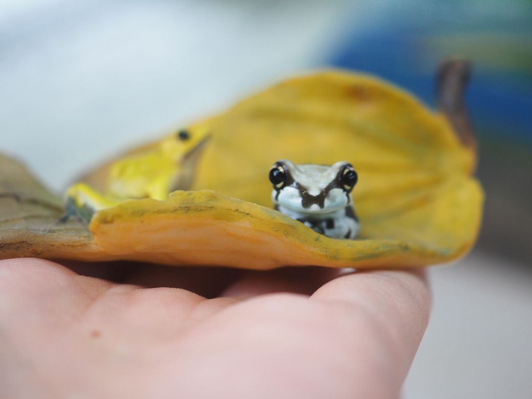 （写真提供：ぴよさん）