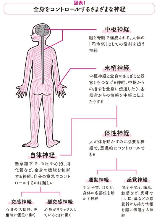 全身をコントロールするさまざまな神経