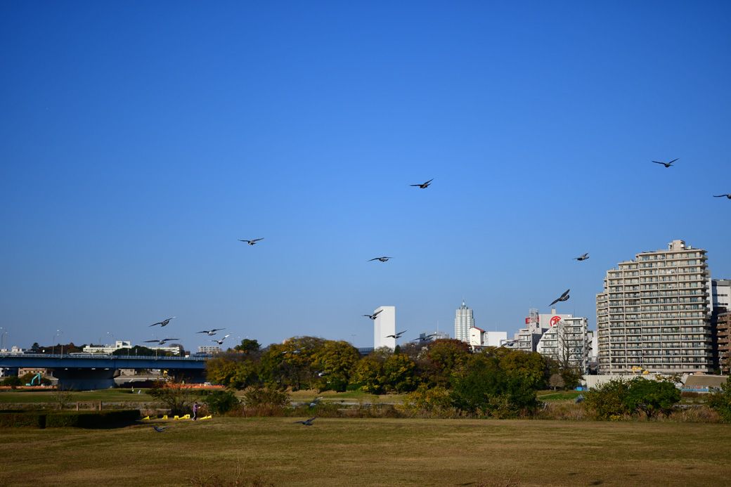 自然豊かな多摩川緑地（筆者撮影）