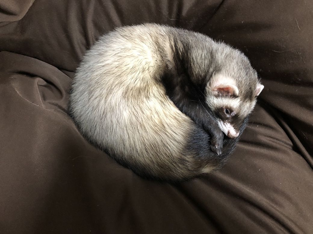 お気に入りの、「人をダメにするソファ」で眠るマロンくん（写真提供：ミキさん）