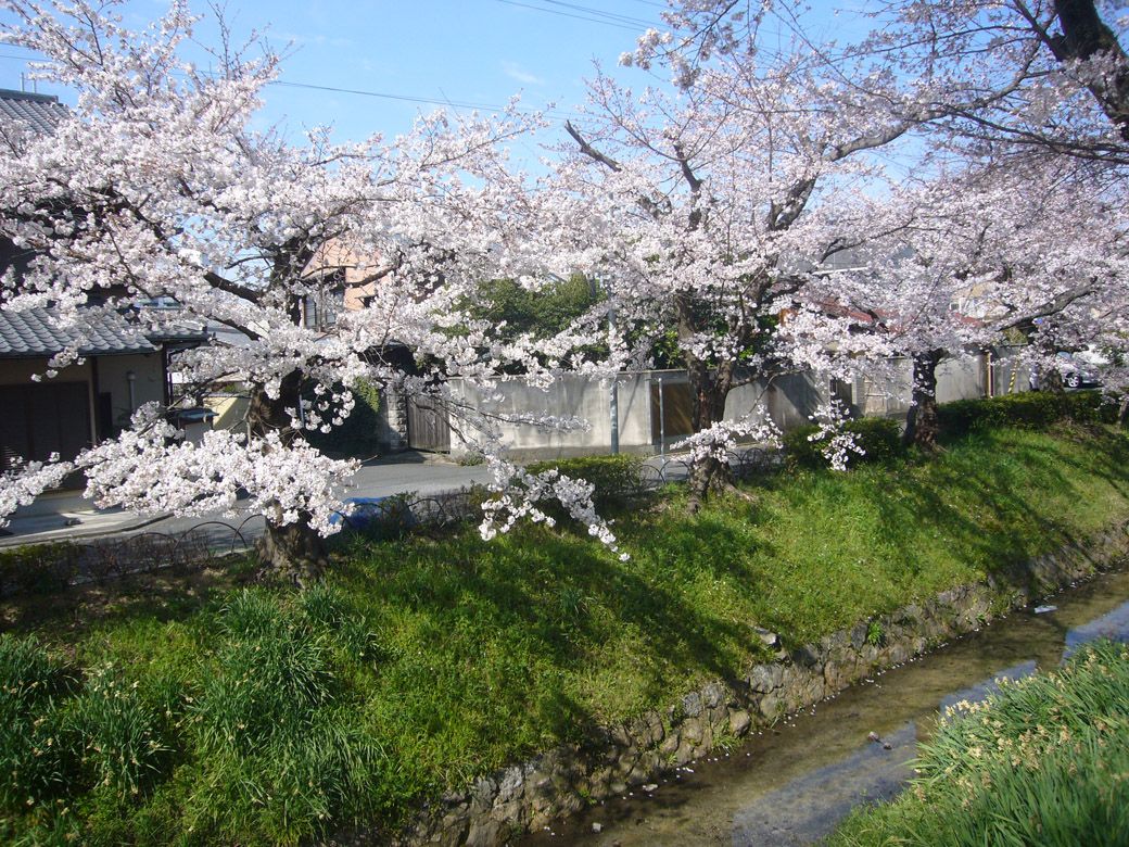 目の前の疎水と、高野川沿いの桜並木と合わせて散策を（筆者撮影）