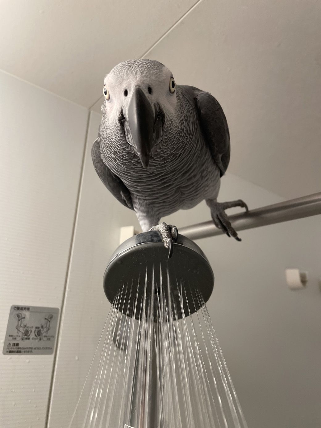 朝のシャワーにもついてくるキクノスケくん（写真提供：カマタさん）