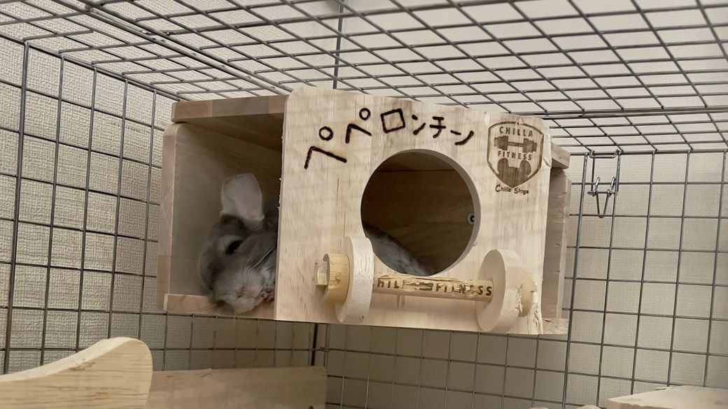 ペペ君のゲージの中の家（写真：一真さん提供）