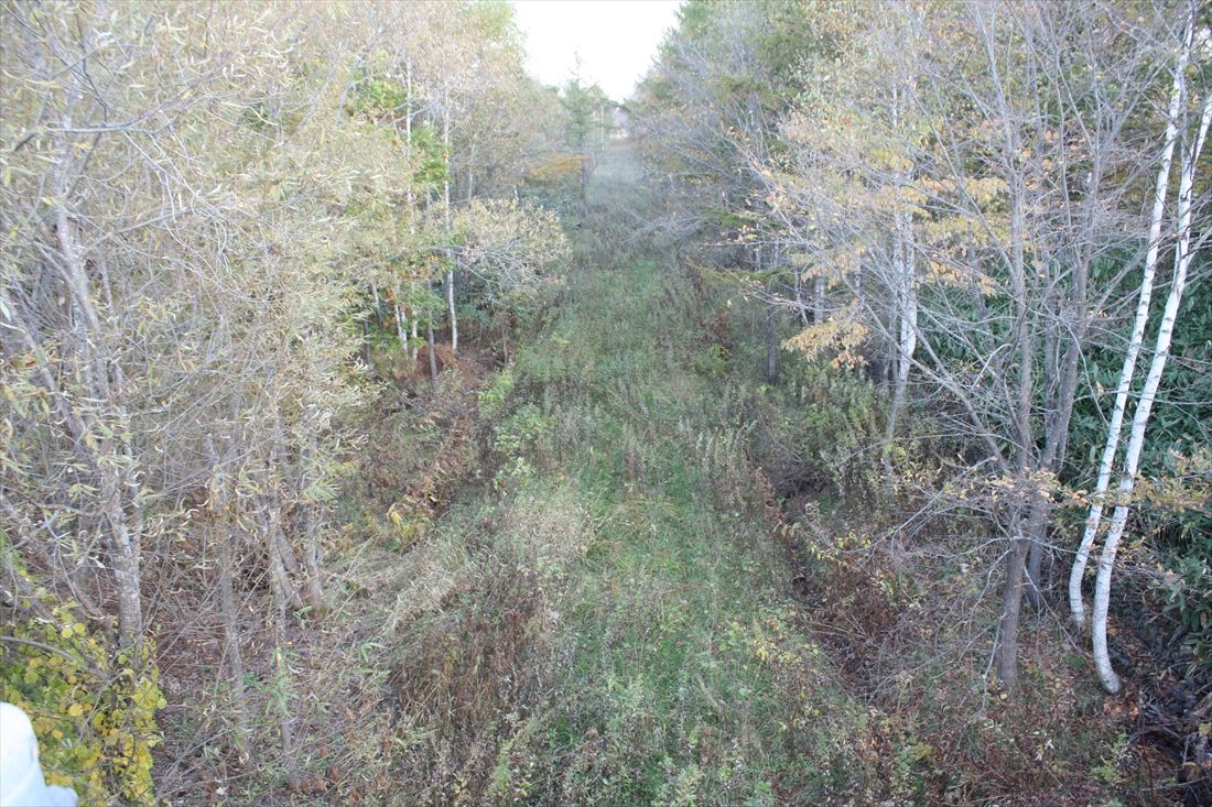 歌登―辺毛内間：雑草に覆われた路盤。樹木が路盤を避けているため美幸線のルートが分かりやすい（筆者撮影）