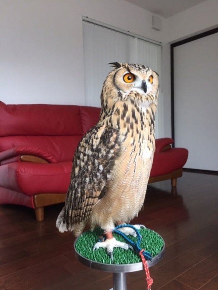 ガルーの場合、当時はリビングで係留飼い。足元の台が止まり木代わりの『ファルコンブロック』、足首には係留用のアンクレットをはめ、ロープで台につないでいる（写真提供：ゲンさん）
