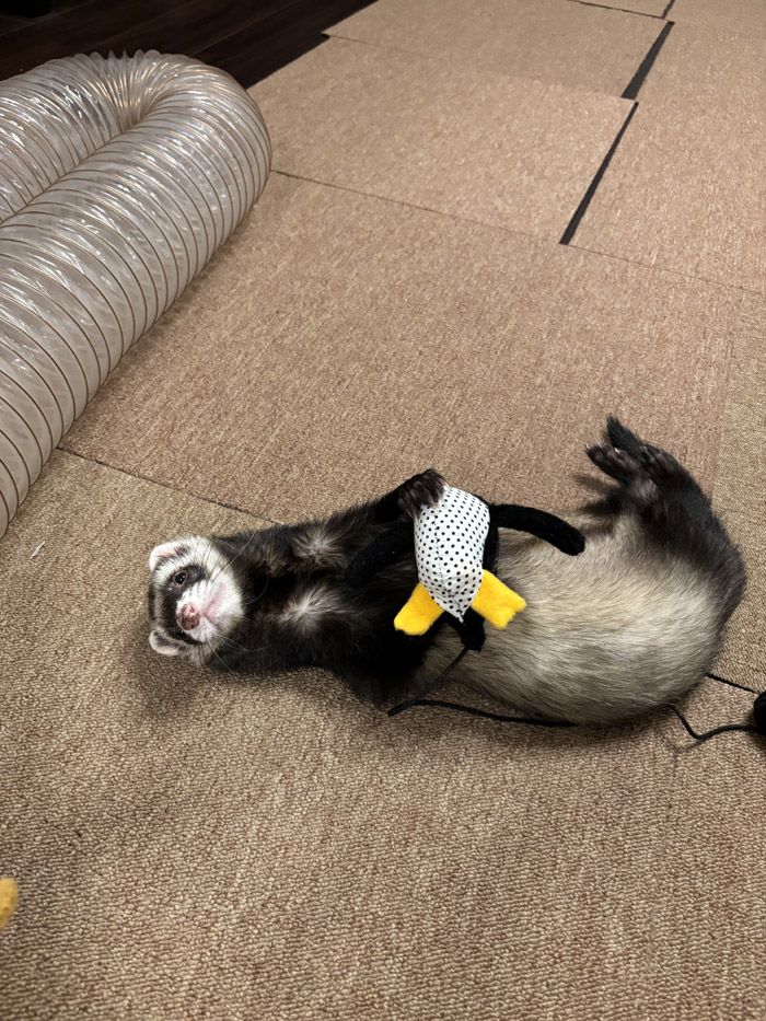 マロンくんの存在が、長年連れ添った夫婦に新しい風を運んできてくれた（写真提供：ミキさん）