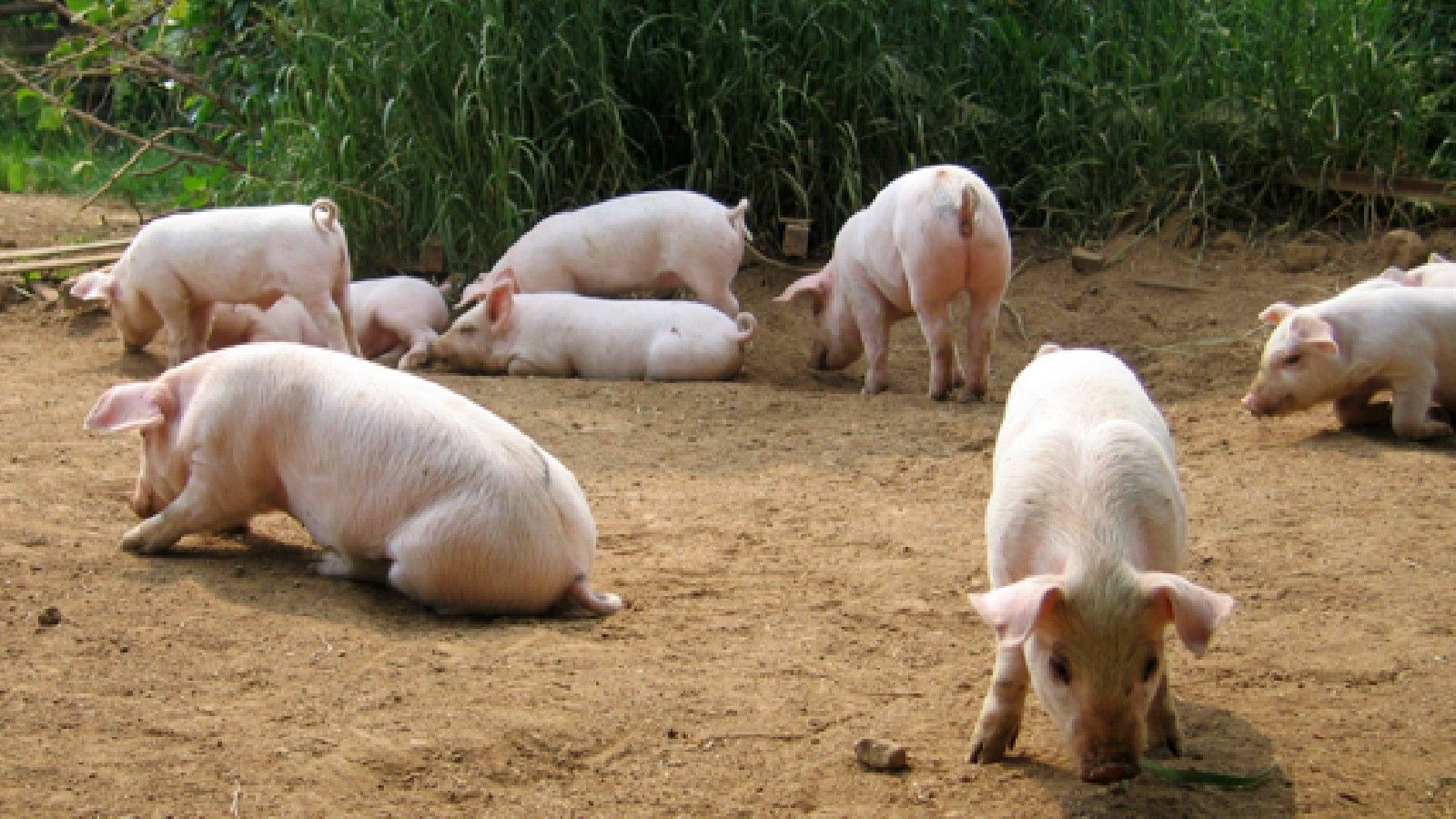 豚に3密を強いる農水省｢放牧禁止｣政策の是非 突然の方針発表に畜産農家の反対活動が拡大 | 政策 | 東洋経済オンライン