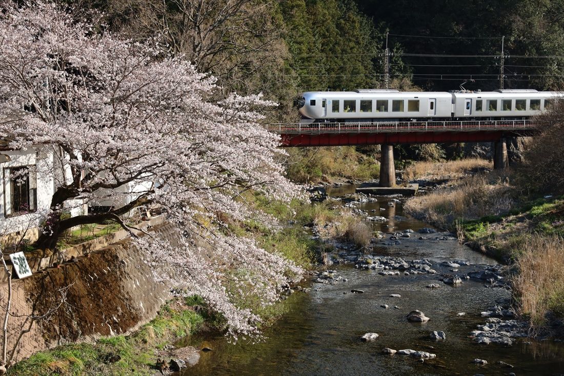 桜咲く西武秩父線を走る001系「ラビュー」（撮影：南正時）