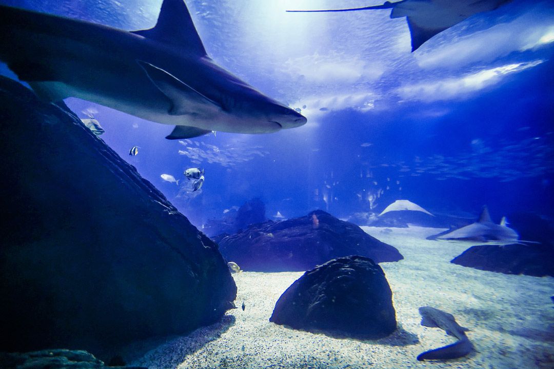 Oceano Azul の水族館