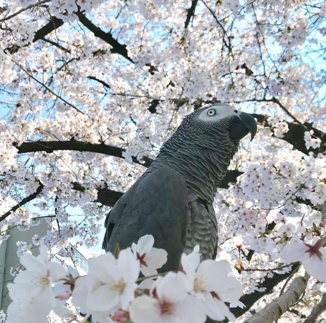 キクノスケくんはいま10歳。50歳まで生きれば、カマタさんは80歳になる。（写真提供：カマタさん）