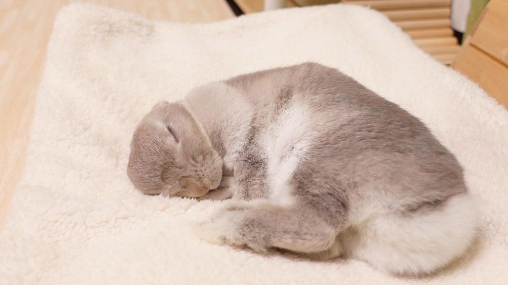 （写真：やすさん提供）
