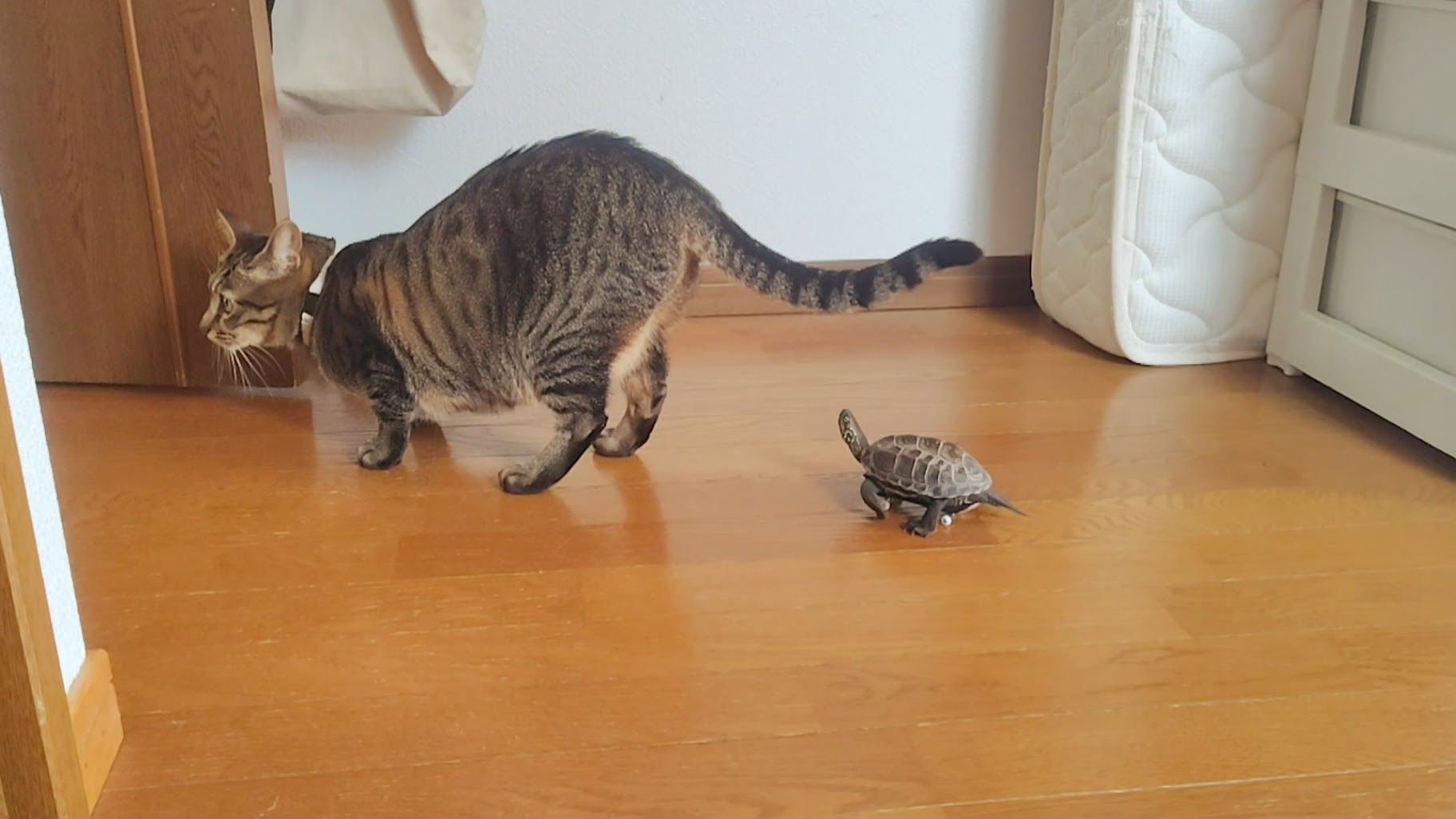 小雪ちゃんを追いかける軍曹くん（写真提供：あめちさん）