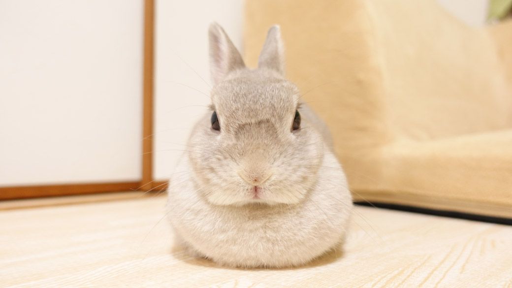 （写真：やすさん提供）
