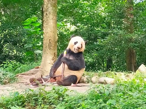 アメリカから中国に返還されたベイベイ（写真：筆者撮影）