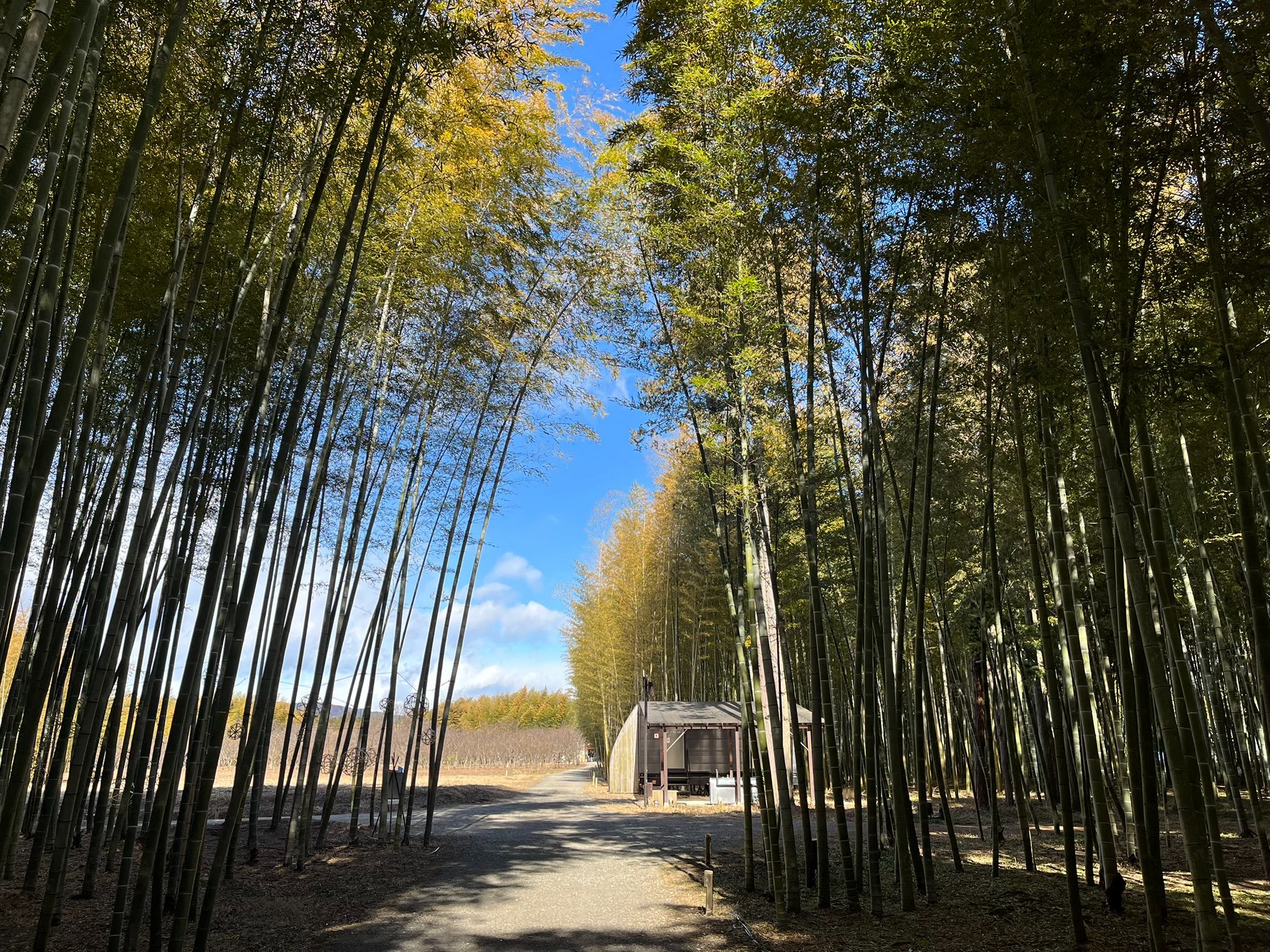 若竹の杜 若山農場