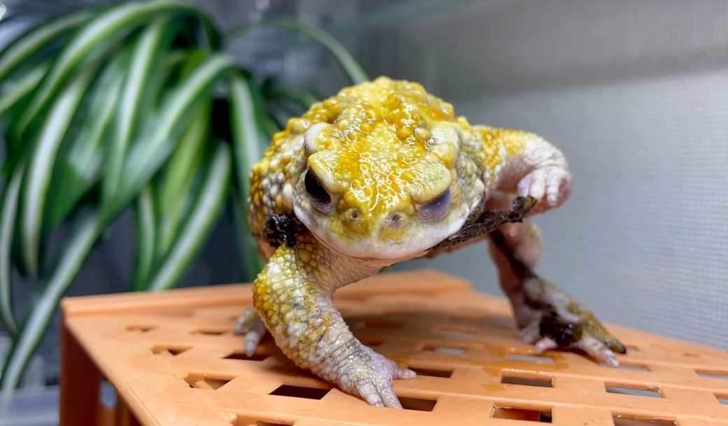 （写真提供：ぴよさん）