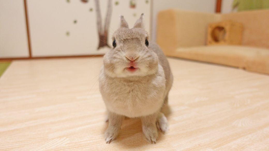 やすさんが出会った、ネザーランドドワーフ（写真：やすさん提供）