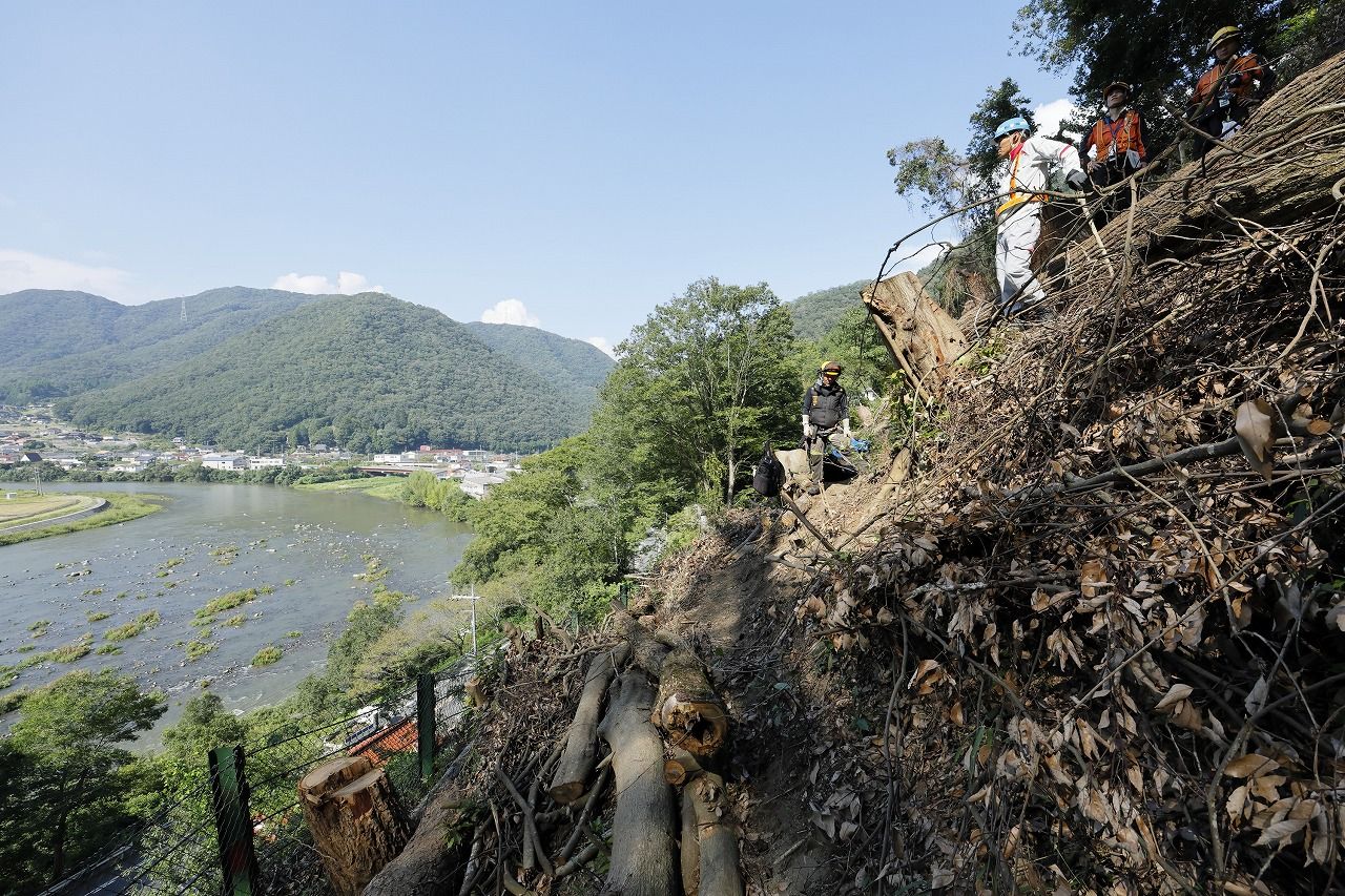 左に見えるのが高梁川。川からの涼風は作業場にとっては清涼だが、木の上にいる作業者にとっては足場の揺れの原因となるやっかいな存在　（筆者撮影）