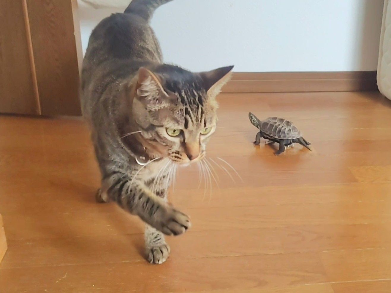 （写真提供：あめちさん）