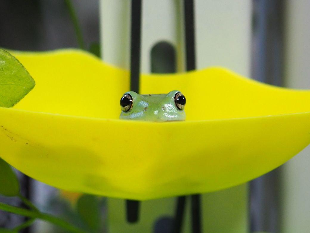 （写真提供：ぴよさん）