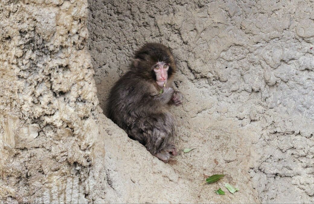 市川市動植物園　パンチくん