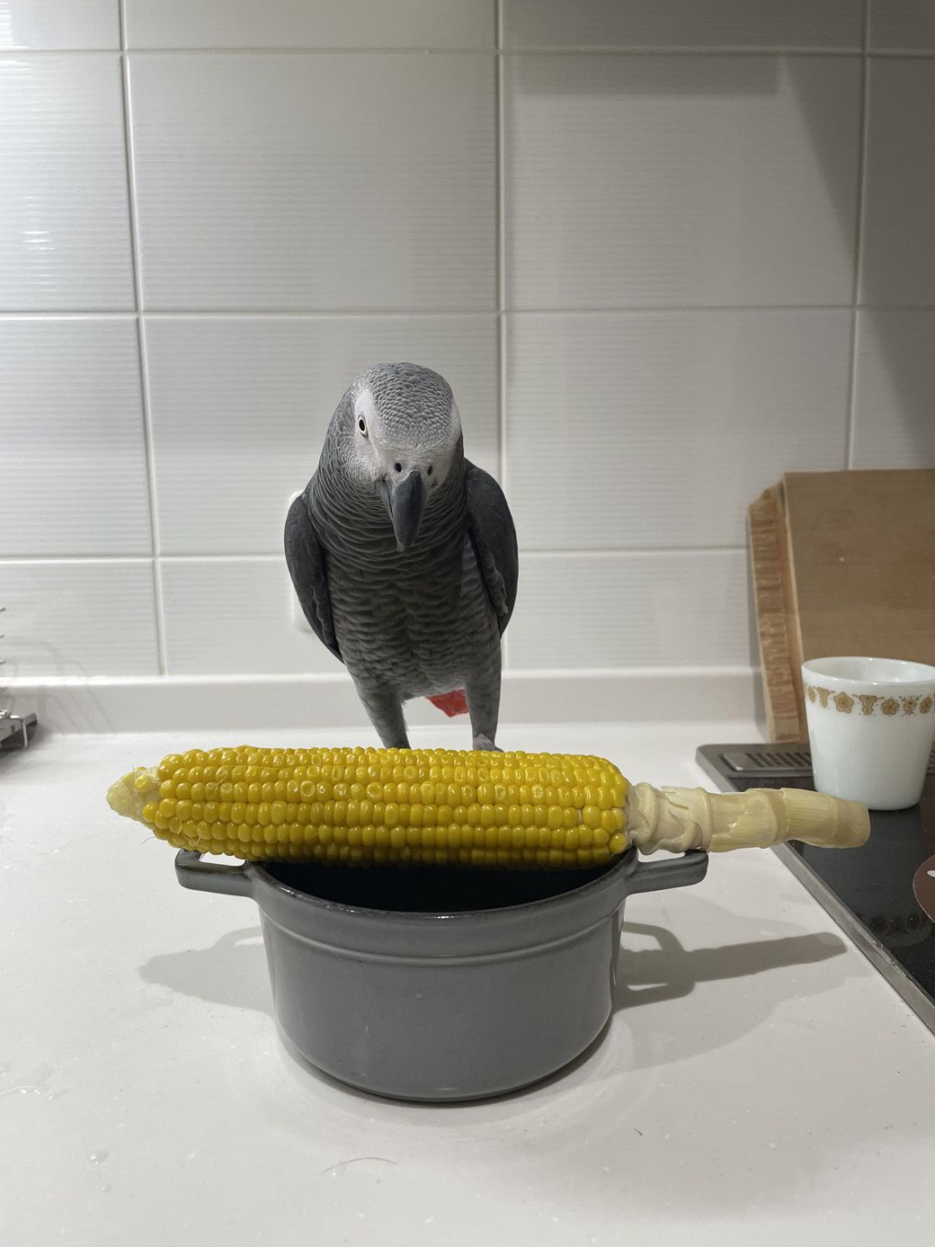 キクノスケくんはおっとりしてお茶目な性格。一度も怒ったことがないという（写真提供：カマタさん）